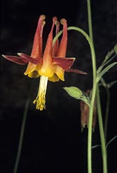 aquilegia formosa thumbnail graphic